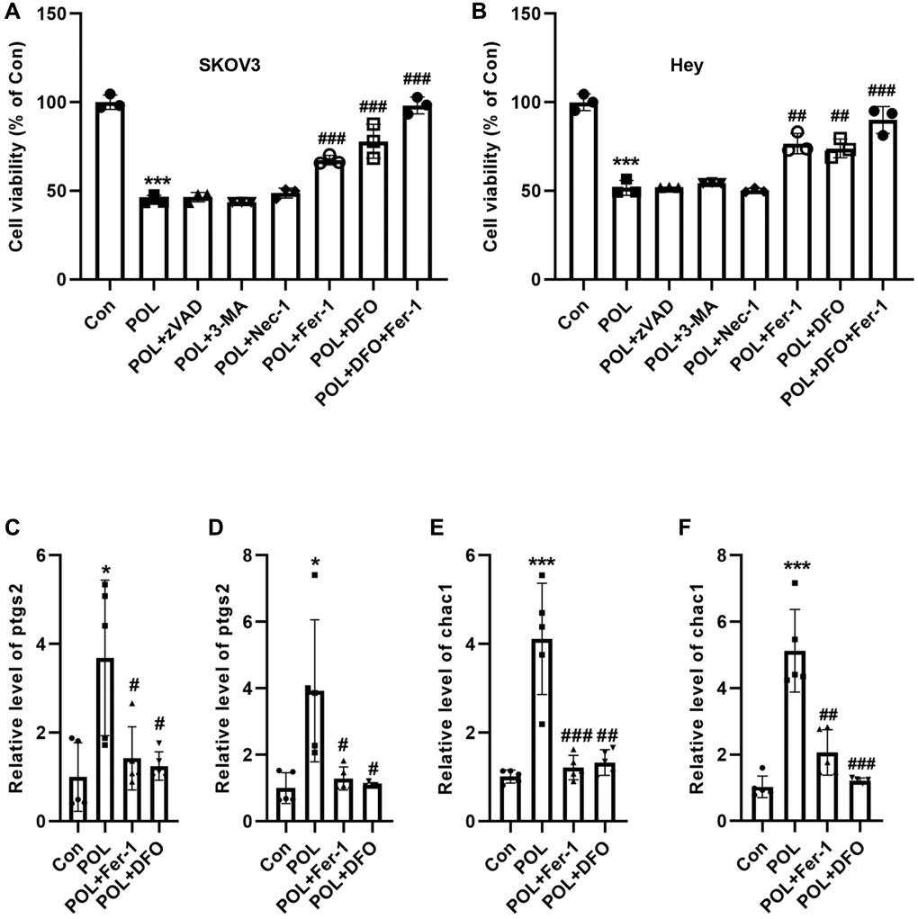 POL induced ferroptosis in SKOV3 and hey cells. CCK-8 assay showed that ferroptosis inhibitor, Fer-1 and DFO, were able to reverse the POL-induced decrease in cell viability of SKOV3 (A) and Hey (B) cells. RT-PCR analysis showed that POL was able to significantly increase the mRNA levels of ptgs2 and Chac1 in SKOV3 (C, D) and Hey (E, F) cells. *P ***p #P ##P ###P 