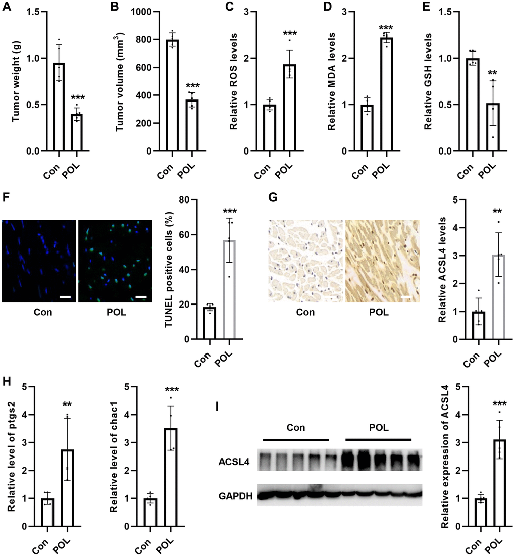 POL inhibited tumor growth in mice in vivo. POL significantly reduced the weight (A) and volume (B) of mouse tumors. POL increased the levels of ROS (C) and MDA (D) in mouse tumor tissues. (E) POL decreased GSH levels in mouse tumor tissues. (F) TUNEL staining revealed that POL increased the cell death rate in tumor tissues (20×). (G) IHC staining revealed that POL increased the level of ACSL4 in tumor tissues (20×). (H) RT-PCR results revealed that POL increased the mRNA levels of ptgs2 as well as chac1 in mouse tumor tissues. (I) Western blot similarly confirmed that POL increased the protein expression level of ACSL4 in mouse tumor tissues. **P ***p 