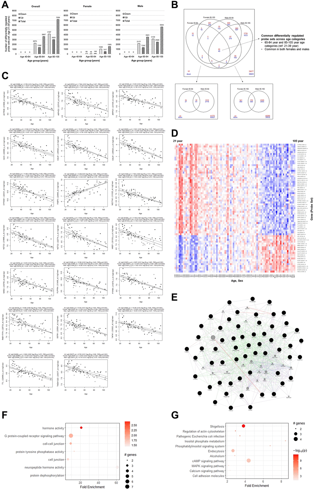 Differential gene expression analysis overall and by sex. (A) The number of probe sets with at least 1.2-fold difference and FDR-adjusted p-value B) Overlaps of differentially regulated transcripts between females and males for the old and elderly categories. (C) Univariate linear regression plots of the top 20 common differentially regulated transcripts, overall and stratified by sex. (D) Heatmap plot showing log2 expression level change of the 69 common probe sets across age. (E) Gene network plot, with the genes corresponding to the common transcripts represented by black filled nodes and interconnected genes in gray. Green edges indicate genetic interactions, purple edges indicate co-expression, blue edges indicate co-localization, and red edges indicate physical interactions. (F) GO terms (combined all, BP, MF, CC), and (G) KEGG pathway enrichment analysis.