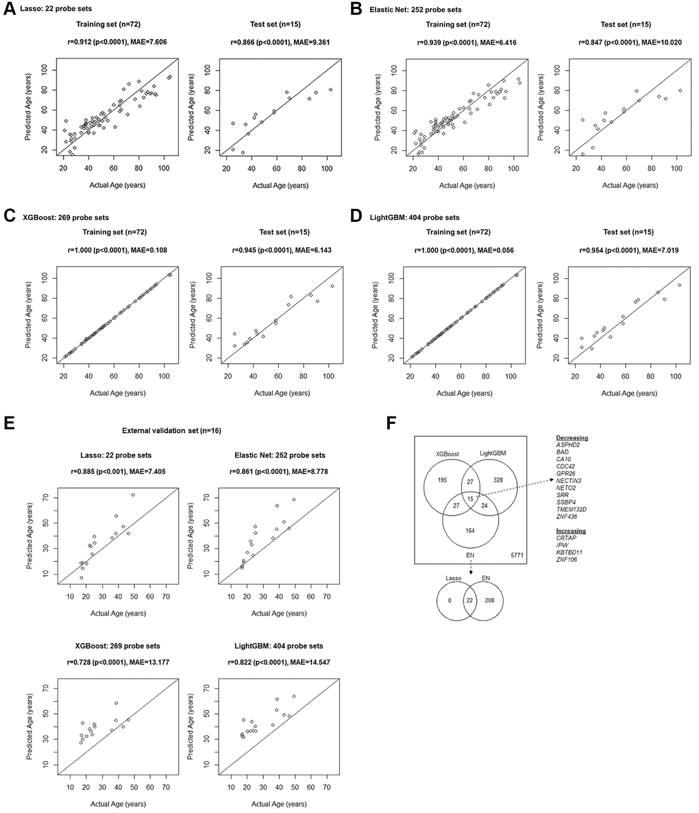 Age prediction model fit results in the training set and validation in the test set, developed with (A) Lasso, (B) EN, (C) XGBoost, and (D) LightGBM machine learning algorithms. (E) Results of the prediction by applying models developed using the training set to the external validation set. (F) Overlaps of genes whose expression levels were found to be important for the age prediction. Initially, 6,551 unique genes were considered, corresponding to the 9,296 probe sets showing linear relationship with age (FDR p-value 