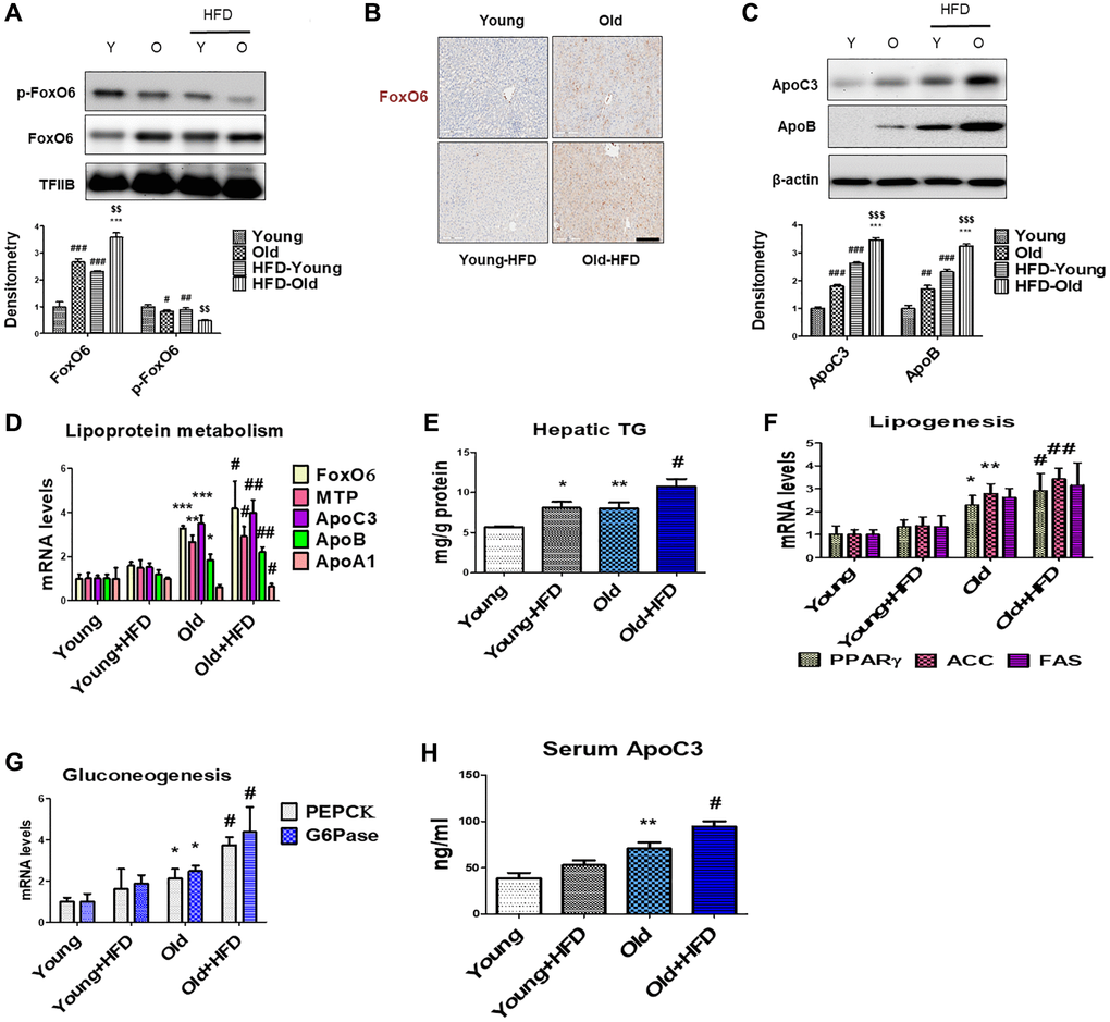 Aging-related increase in hyperlipidemia through FoxO6-induced apolipoprotein expression. (A) Western blotting was performed to investigate the protein expression levels of p-FoxO6 and FoxO6 in the liver of aged rats. TFIIB was the loading control of the nuclear fractions. Results are representative of three independent experiments. Bars in the densitometry data represent the mean ± S.E., and significance was determined using one-factor ANOVA: #p ##p ###p ***p $$p B) Immunohistochemical staining for FoxO6 in the liver of aged rats. Scale bar: 100 μm. (C) Western blotting was performed to investigate the protein levels of ApoC3 and ApoB in the liver of aged rats. β-actin was the loading control of the cytosolic fraction. Bars in the densitometry data represent the mean ± S.E., and significance was determined using one-factor ANOVA: ##p ###p ***p $$$p D) Real-time PCR analyses were performed to measure the mRNA levels of FoxO6, MTP, ApoC3, ApoB, and ApoA1. Results of one-factor ANOVA: *p **p ***p #p ##p E) Hepatic TG in HFD-fed aged rats. Results of one-factor ANOVA *p **p #p F) Real-time PCR analyses were performed for measuring the mRNA levels of PPARγ, ACC, and FAS. Results of one-factor ANOVA: *p **p #p ##p G) G6Pase and PEPCK mRNA levels (gluconeogenesis-related genes) in the livers of HFD-fed aged rats. Results of one-factor ANOVA: *p #p ##p H) Plasma levels of ApoC3 were determined. Results of one-factor ANOVA: **p #p 