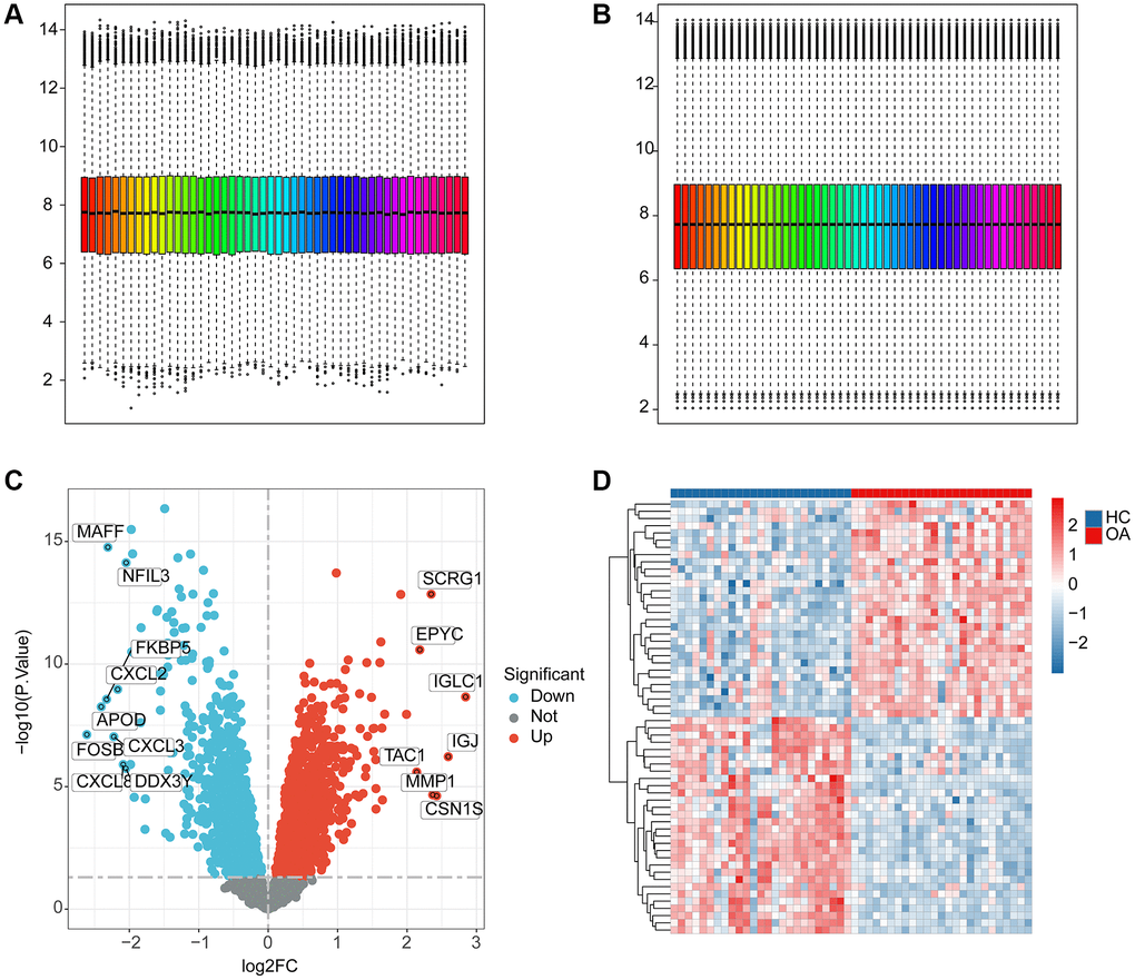 The workflows of data processing and differential expression analysis between HC and OA groups. (A, B) Data pre-processing of HC and OA samples in GEO database. (C) Identification of the DEGs between the HC and OA samples, the red dot indicates the up-DEGs and the blue dots indicate the down-DEGs in OA. The standard for selecting DEGs is set at p.adjust D) The expression analysis of DEGs between HC and OA groups.