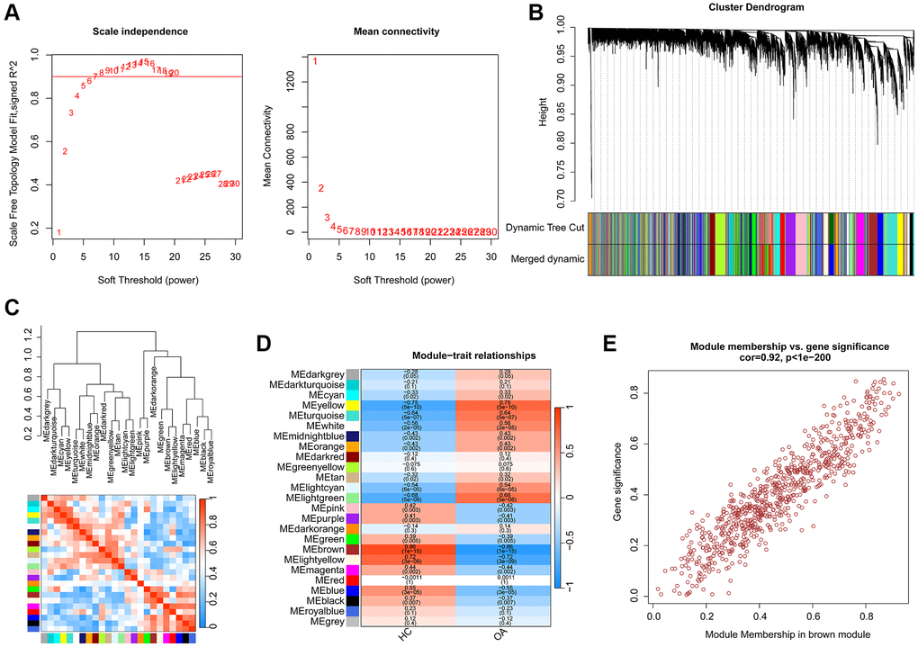 Establishment of WGCNA model for selecting the pivotal gene module in OA. (A) Scale independence and mean connectivity. (B) The height of different gene modules and dynamic tree cut. (C) Potential association of 25 unique gene modules. (D) Correlation analysis of 25 unique gene modules and clinical features. (E) The relationship of module membership and gene significance in brown module.