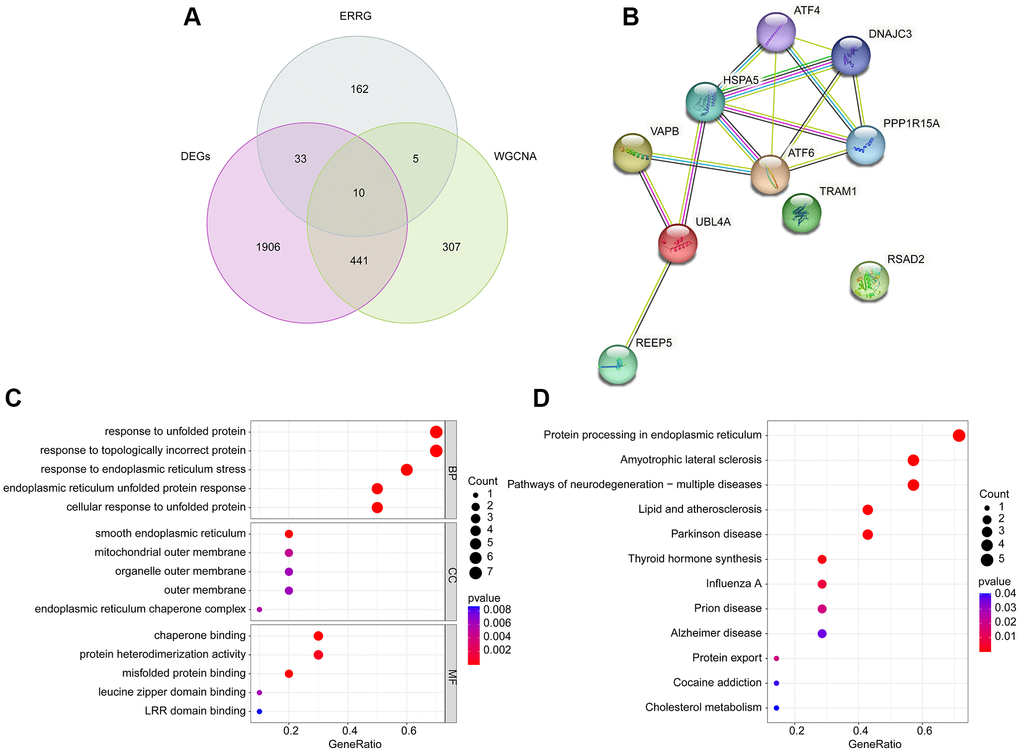 Identification of pivotal DE-ERRGs and molecular pathway enrichment analysis. (A) Selection of pivotal DE-ERRGs via differential expression analysis and WGCNA. (B) PPI network analysis of 10 pivotal DE-ERRGs. (C, D) Molecular function analysis of 10 pivotal DE-ERRGs.