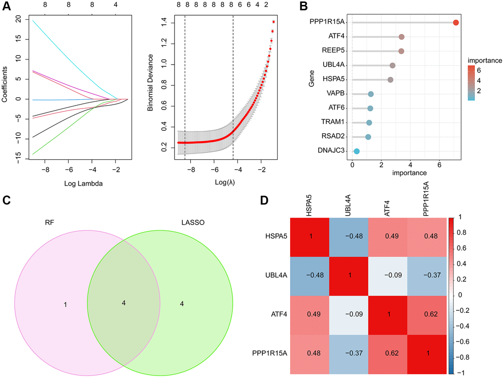 Feature ERRGs biomarkers identification using LASSO and RF machine learning algorithm. (A) LASSO algorithm for selecting feature ERRGs related biomarkers. (B) The importance ranking of 10 pivotal DE-ERRGs via RF algorithm. (C) Identification of feature ERRGs biomarkers via RF and LASSO machine learning algorithms. (D) Pearson correlation analysis of HSPA5, UBL4A, ATF4 and PPP1R15A.