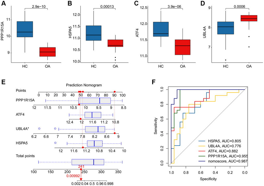 Diagnostic effectiveness evaluation and nomogram construction based on the ERRGs related biomarkers. (A–D) The expression profile analysis of HSPA5, UBL4A, ATF4 and PPP1R15A in HC and OA groups. (E) Nomogram construction based on the four ERRGs related biomarkers. (F) Diagnostic effectiveness evaluation of HSPA5, UBL4A, ATF4, PPP1R15A and nomogram score.