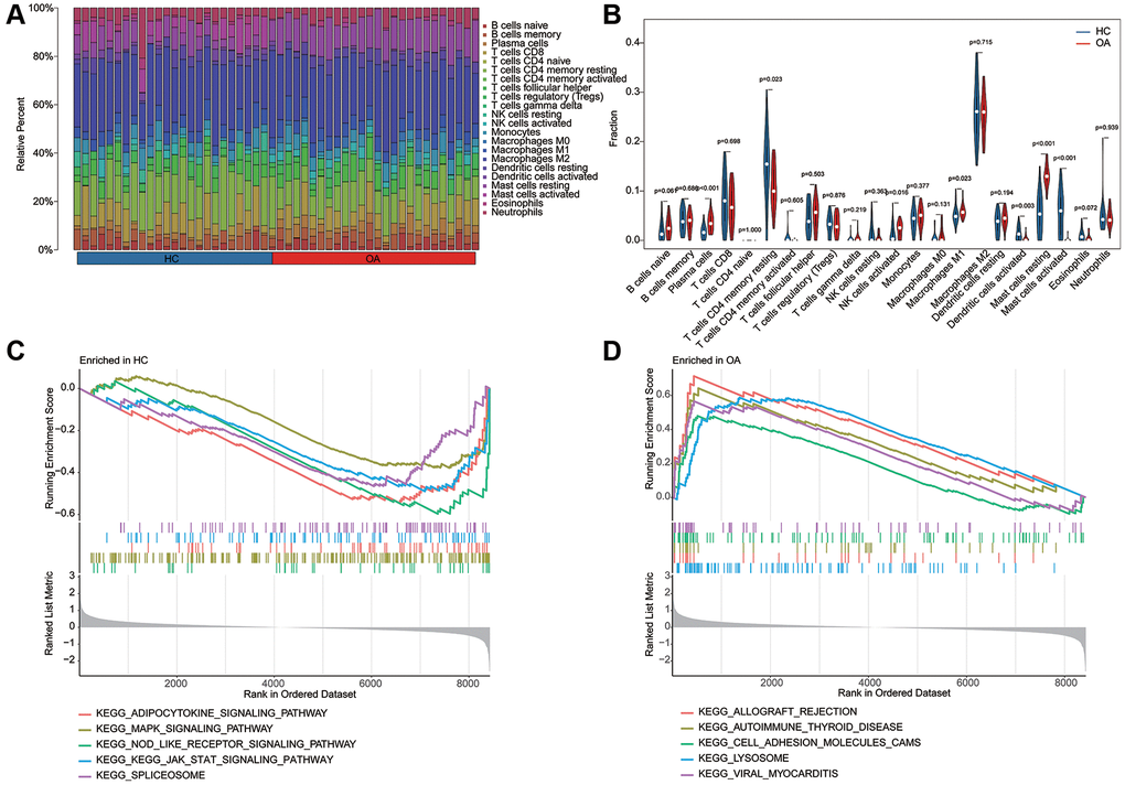 Estimation of immune microenvironment characteristic and KEGG related GSEA analysis. (A) The evaluation of 22 immune cell subtypes of HC and OA groups based on the CIBERSORT estimation algorithm. (B) The quantitative analysis of relative percent of 22 immune cell subtypes in HC and OA groups. (C, D) KEGG related pathway analysis in HC and OA groups based on the GSEA analysis.