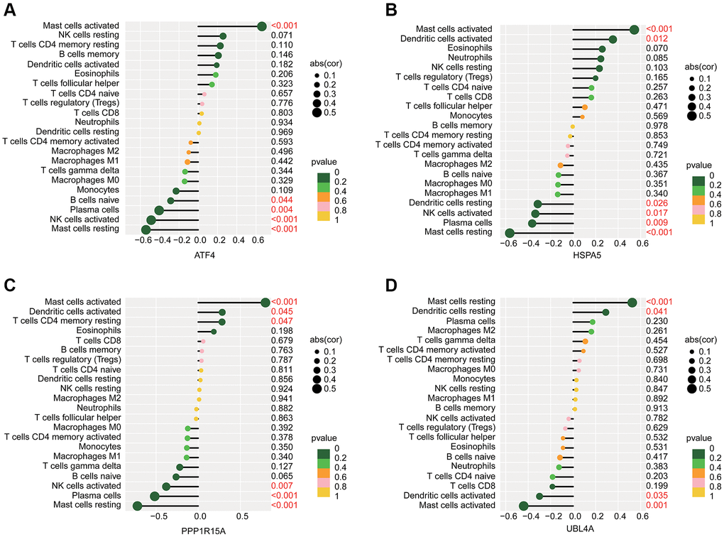 Potential association analysis of ERRGs related biomarkers and immune microenvironment characteristic. The lollipop plot shows the association of immune microenvironment and (A) ATF4, (B) HSPA5, (C) PPP1R15A and (D) UBL4A.