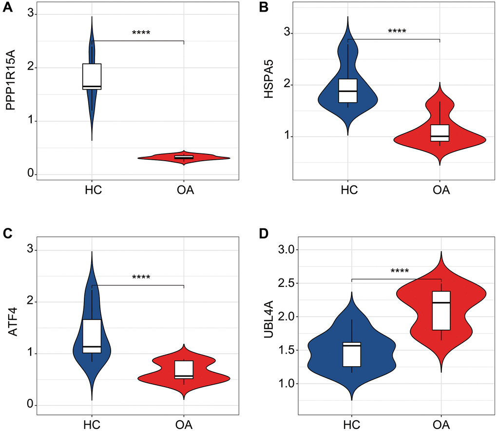 qRT-PCR analysis of the four ERRGs related biomarkers in OA and HC groups. The expression profiler of (A) ATF4, (B) HSPA5, (C) PPP1R15A and (D) UBL4A in HC and OA groups. *p **p ***p ****p 