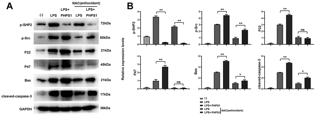 In vitro experiment results. (A) Western blot results plots of p-SHP2, p-Src, P22, P47, Bax, and cleaved-Caspase-3; (B) Statistical plots of p-SHP2, p-Src, P22, P47, Bax, and cleaved-Caspase-3 expression levels, the data was shown as X±S. Comparisons between LPS group and LPS+PHPS1 group, **p0.05.
