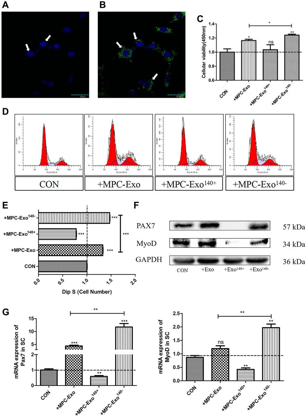 MPC-EVs and MPC-Exo140− internalized by SCs induced Pax7 and MyoD significantly increased and promoted satellite cell proliferation. Activation of muscle satellite cells by MPC-EVs and MPC-Exo140−. The process of SCs taking up myogenic extracellular vesicles was displayed under a live-cell confocal microscopy workstation, with (A) SC without MPC-Exond (B) treated with MPC-Exo140- green fluorescence indicates uptake myogenic extracellular vesicles (Scale bar in 40 μm). (C) shows CCK8 results indicating a significant increase in cell proliferation after coincubation of SCs with MPC-EVs, especially in the MPC-Exo140− group. (D, E) present the results of cell cycle analysis by flow cytometry, revealing a significant increase in the number of cells in the S phase in the MPC-Exo140− group, while a significant decrease is seen in the MPC-Exo140+ group. (F, G) show WB and RT-PCR results (fold change), showing that the expression of Pax7 and MyoD significantly increased in the MPC-Exo140− group, while they were significantly inhibited in the MPC-Exo140+ group. Data: by one-way ANOVA analysis. nsp > 0.05, *p **p ***p 