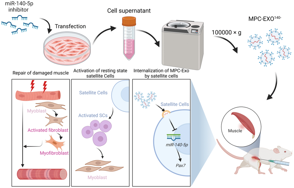 MPC-Exo140− can activate dormant muscle satellite cells, initiating their proliferation and differentiation processes, ultimately leading to the formation of new skeletal muscle cells and promoting skeletal muscle repair and remodeling.