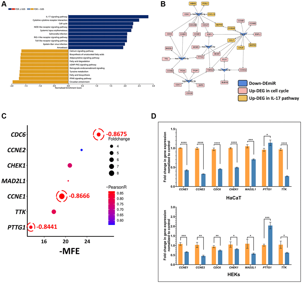 In silico identification of the miR-26a-5p/CCNE1/CDC6 axis in psoriasis (A) GSEA bar chart showing the top 10 enhanced and top 10 inhibited KEGG pathways for DEGs; the color scale represents the FDR, and the length of the bar represents the normalized enrichment score (NES) (positively correlated, blue >0; negatively correlated, orange B) The interaction network of 10 downregulated miRNAs and target genes involved in the cell cycle and the IL17 pathway. Let-7a-5p, let-7b-5p, let-7c-5p, let-7d-5p, and let-7g-3p are uniformly represented by let-7 because they all share the same target genes. (C) Multifactor correlation estimation between miR-26a-5p and target genes. (D) Target gene expression in HaCaT and HEKs cells. Orange columns: cells induced with TNF-α without miRNA transfection; blue columns: cells induced with TNF-α and transfected with miR-26a-5p. The data are presented as the mean ± SD (n = 3). *p **p ***p ****p 