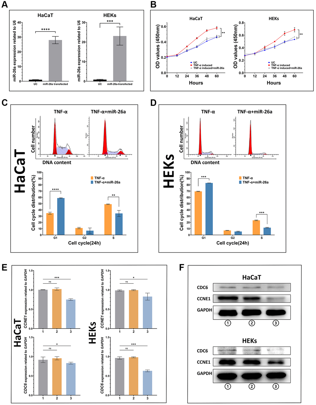 In vitro validation of the ability of miR-26a-5p to inhibit keratinocyte proliferation (A) miR-26a-5p expression in transfected HaCaT cells and HEKs compared with that in untreated control cells. (B) Proliferative ability (growth curve) of cells in each group. Dark blue line: untreated control; red line: cells induced with TNF-α; gray line: cells induced with TNF-α and transfected with miR-26a-5p. (C, D) Proportional changes in the cell cycle according to flow cytometry assays between TNF-α-induced cells transfected with or without miR-26a-5p. (E, F) mRNA and protein expression of miR-26a targets in HaCaT cells and HEKs. Group 1: Nontreated cells; Group 2: Cells with transfection reagent added; Group 3: Cells transfected with miR-26a. The data are presented as the mean ± SD (n = 5). *p **p ***p ****p 