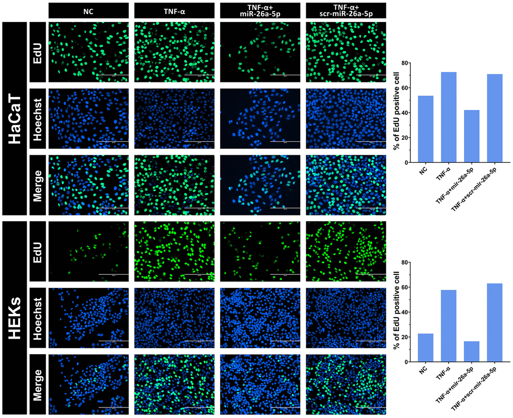 Intuitive observation of the cell proliferation rate of HaCaT keratinocytes and HEKs by EdU staining. After 48 hours, the cells were transfected with 50 nM miRNA mimics. The percentage of EdU incorporation was analyzed using Image-Pro Plus 6.0 software. Scale bars: 200 μm.