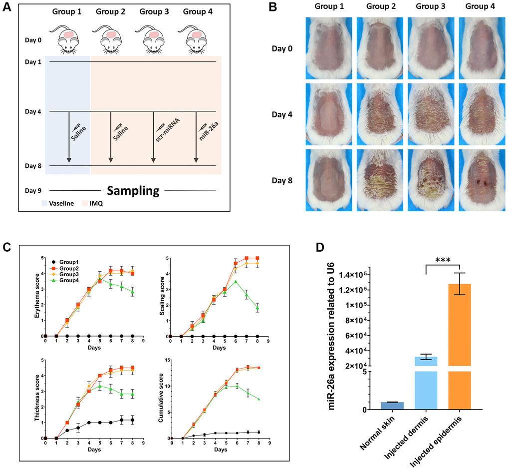 In vivo study design and pathological observation of mouse skin tissue. (A) Schematic diagram of the whole treatment process for the mice in each group. In brief, the hair on the backs of all the mice was shaved off on Day 0. From Day 1 to Day 8, IMQ was administered to the backs of the mice in Groups 2, 3 and 4. Moreover, the backs of the mice in Group 1 were daubed with Vaseline. From Day 4 to Day 8, the mice in Groups 1 and 2 were injected with saline once every day, and the mice in Groups 3 and 4 were injected with scr-miRNA and the miR-26a-5p mimic, respectively. Tissue samples were collected on Day 9. (B) Representative macroscopic views of the dorsal skin of mice in each group. (C) Statistical analysis of the skin erythema score, scale score, and skin thickness severity index of each group of mice. (D) miR-26a expression in the dermis and epidermis of injected mice and in the normal skin tissue of mice in the Vaseline group. The data are presented as the mean ± SD (n = 5). ***p 