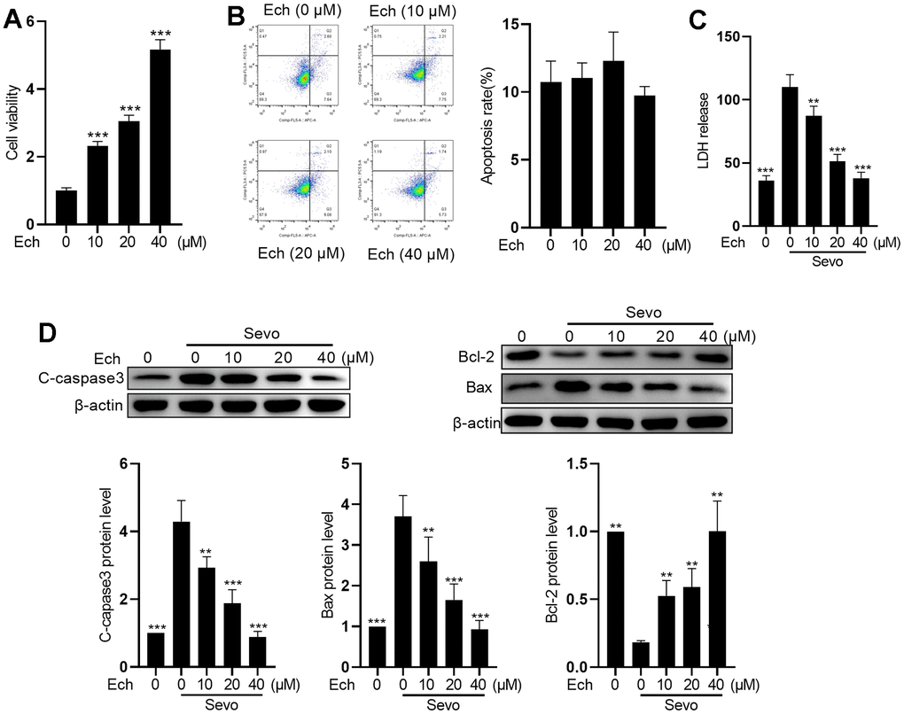 Echinatin mitigates sevoflurane-induced apoptosis in HT22 cells. HT22 cells were subjected to Echinatin treatment (0-40 μM) for a duration of 24 hours, followed by exposure to sevoflurane or control conditions. (A) Cell vitality was measured by MTT assay. (B) Cell apoptosis was measured by flow cytometry. (C) LDH release was measured by LDH assay kits. (D) Protein levels of cleaved-caspase3, Bcl-2, and Bax were measured by western blot. The data are presented as the mean ± SD. Ech, Echinatin; Sevo, sevoflurane. Compared with the Sevo+ Ech (0 μM) group, **P