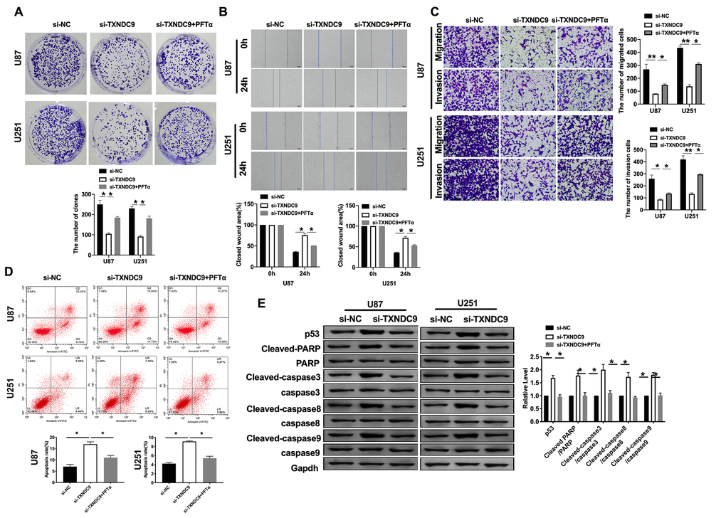 TXNDC9 regulated glioma program via controlling p53. (A) The colony formation assay. (B, C) Wound healing assay and transwell were performed for detecting the effect of p53 on migration and invasion. (D) The apoptosis rate of U87 and U251 cells was measured after si-TXNDC9/si-NC transfection and PFTα treatment. The histogram at the right is a statistical graph. n=6, *PE) The protein level of p53, Cleaved-caspase3, Cleaved-caspase8, and Cleaved-caspase9 were detected by western blot, Gapdh was indicated as a loading control. n= 6, *P