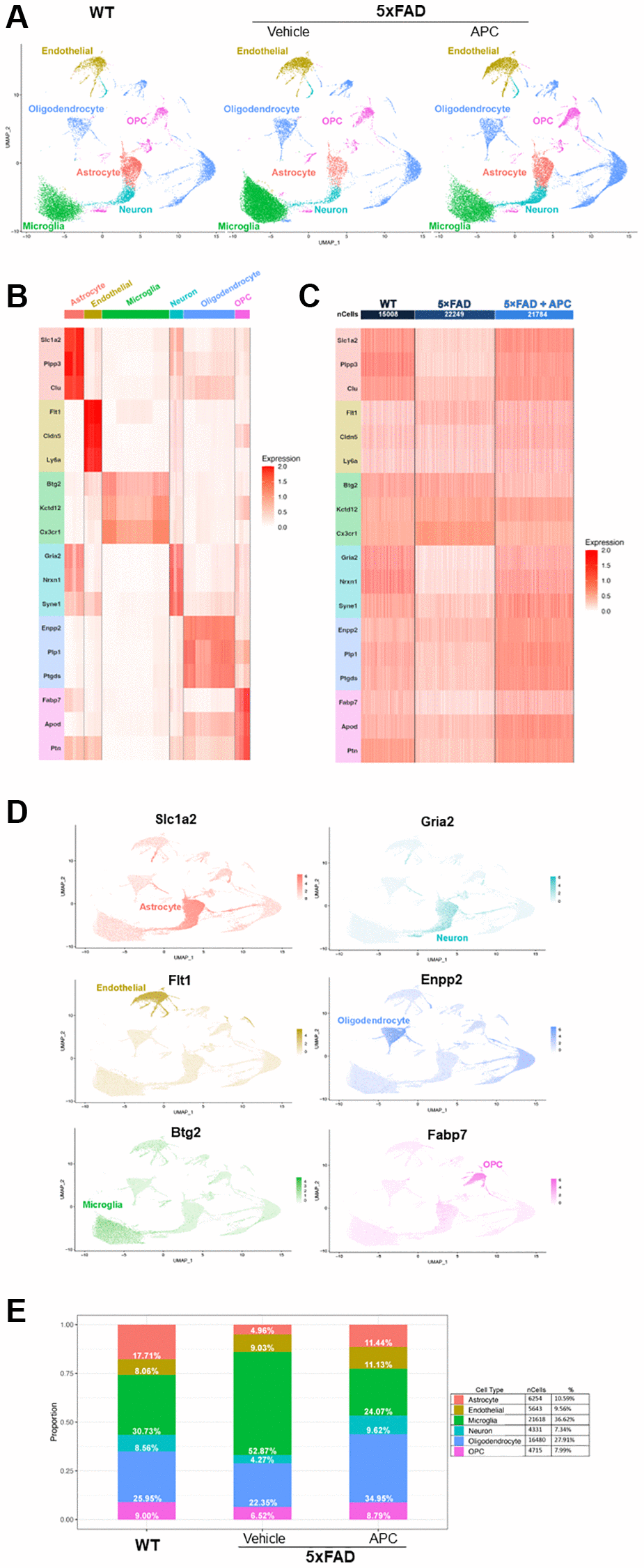 (A) Uniform Manifold Approximation and Projection (UMAP) dimensional plot of the primary integrated dataset split by sample; list of unsupervised clusters colored by cell-type annotated. Wildtype (left), 5xFAD (center), 5xFAD + APC (right). (B) Heatmap of top two conserved marker gene expression in each cluster used for cell-type annotation. Gene color corresponds to cell-type annotation. (C) Heatmap of top two conserved marker gene expression in each dataset used for cell-type annotation. Gene color corresponds to cell-type annotation. Number of cells shown per sample. (D) Feature plot of top marker genes, coloring cells by expression of the top marker gene for each cell-type annotated. (E) Proportion and percentage of each cell-type observed in each individual sample as well as the overall integrated dataset.