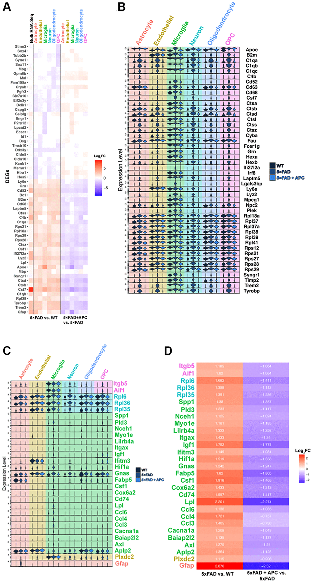 (A) Top 5 most significant DEGs (p-value = 0) per cell type in 5xFAD versus WT (left) and corresponding expression with APC-treatment (right). Bulk RNA-seq shown in column furthest left (6-month 5xFAD vs. WT). (B) Stacked violin plot of the top global DEGs (p-value C) Stacked violin plot of unique DEGS highly differentiated within a particular cell-type. (D) Corresponding heatmap of unique DEGs highly differentiated in a particular cell-type (Figure 2C) plotted with Log2FC value in that cell-type. 5xFAD versus WT (left), 5xFAD + APC versus 5xFAD (right).