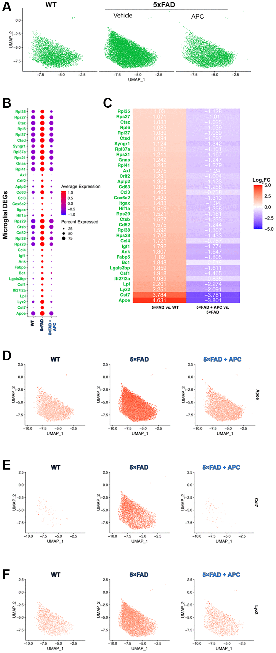 (A) UMAP dimensional plot of the microglial cell subset from the primary integrated dataset (Figure 1A) split by original sample, WT (left), 5xFAD (middle), 5xFAD + APC (right). (B) Dot plot of the top DEGs impacted by APC-treatment (Log2FC > 1, p-value = 0) in the microglial subset. (C) Corresponding heatmap of the top DEGs most impacted by APC-treatment in the microglial subset. Plotted with Log2FC value, 5xFAD versus WT (left), 5xFAD + APC versus 5xFAD (right). (D–F) Split feature plot of the top 3 microglial DEGs: Apoe, Cst7, and Lyz2 expression in each sample respectively.