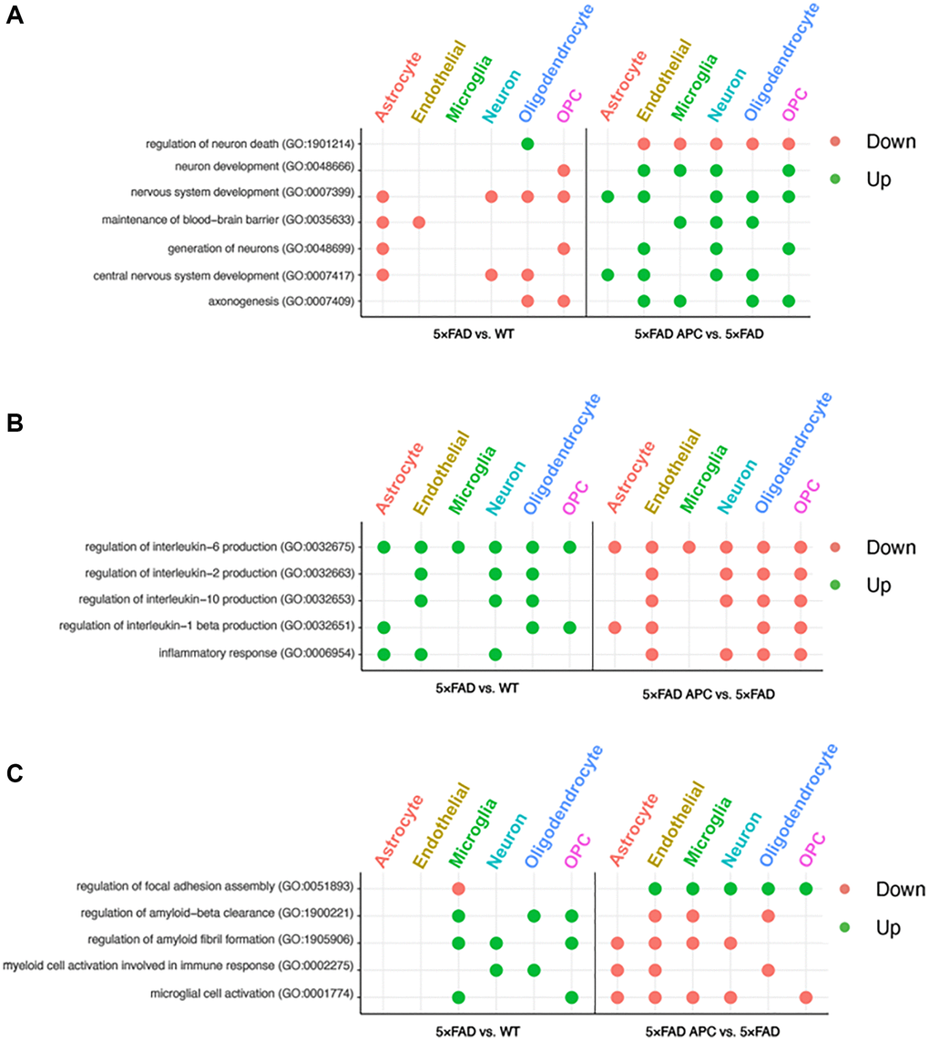 (A) Enriched GO terms in each cell-type from 5xFAD versus WT (left) and 5xFAD + APC versus 5xFAD (right) pertaining to neural development and nervous system. (B) Enriched GO terms in each cell-type from 5xFAD versus WT (left) and 5xFAD + APC versus 5xFAD (right) pertaining to immune response and inflammation. (C) Miscellaneous enriched GO terms in each cell-type from 5xFAD versus WT (left) and 5xFAD + APC versus 5xFAD (right).