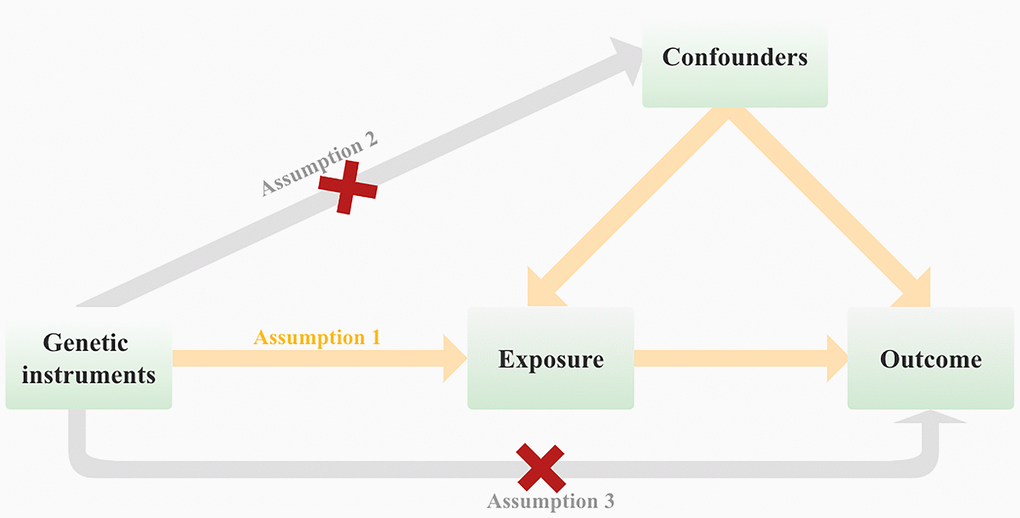 Mendelian randomization (MR) analysis is based on three fundamental assumptions at its core.