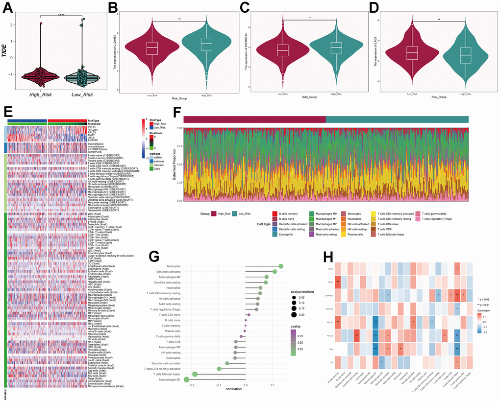 Immune-related analysis of C0 subgroup. (A) Violin plot of TIDE scores for high- and low-risk groups. (B–D) Immune checkpoint scores for high- and low-risk groups. (E) Heatmap showing differences in predictive genes, tumor microenvironment, and immune cells between high- and low-risk groups. (F) Proportion of immune cells in high- and low-risk groups. (G) Correlation between immune cells and risk scores. (H) Correlation between immune cells, prognosis-related genes, risk scores, and overall survival (OS).