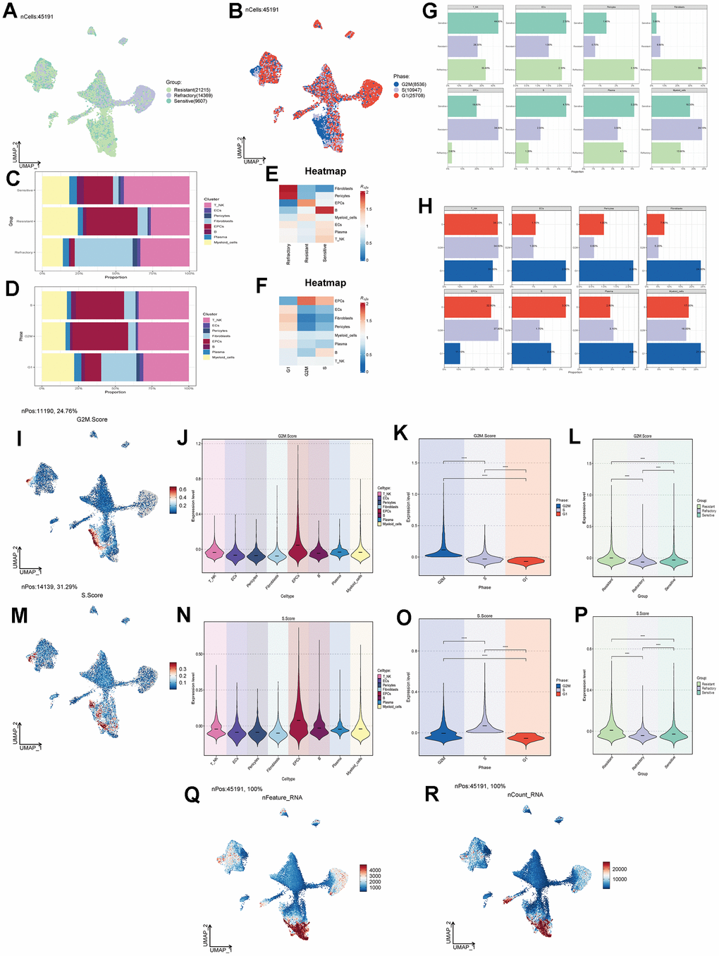 Cell clustering by staging and drug treatment response level. (A) Distribution of UNMP drug treatment response levels. (B) Distribution of UNMP cell staging within major cell clusters. (C) Proportion of major cell clusters within the Resistant, Refractory, and Sensitive response groups. (D) Proportion of major cell clusters within the G2M, S, and G1 cell staging phases. (E, F) Abundance of major cell clusters concerning drug response groups and cell staging. (G) Proportion of major cell clusters within the Resistant, Refractory, and Sensitive response groups and their facets were shown. (H) Proportion of major cell clusters within the G2M, S, and G1 cell staging phases and their facets were shown. (I) Distribution of UNMP G2M.Score. (J–L) Violin plots for G2M.Score in major ovarian cancer cell clusters, cell staging, and drug response. (M) Distribution of UNMP S.Score. (N–P) Violin plots for S.Score in major ovarian cancer cell clusters, cell staging, and drug response. (Q, R) Distribution of UNMP nFeature and nCount.