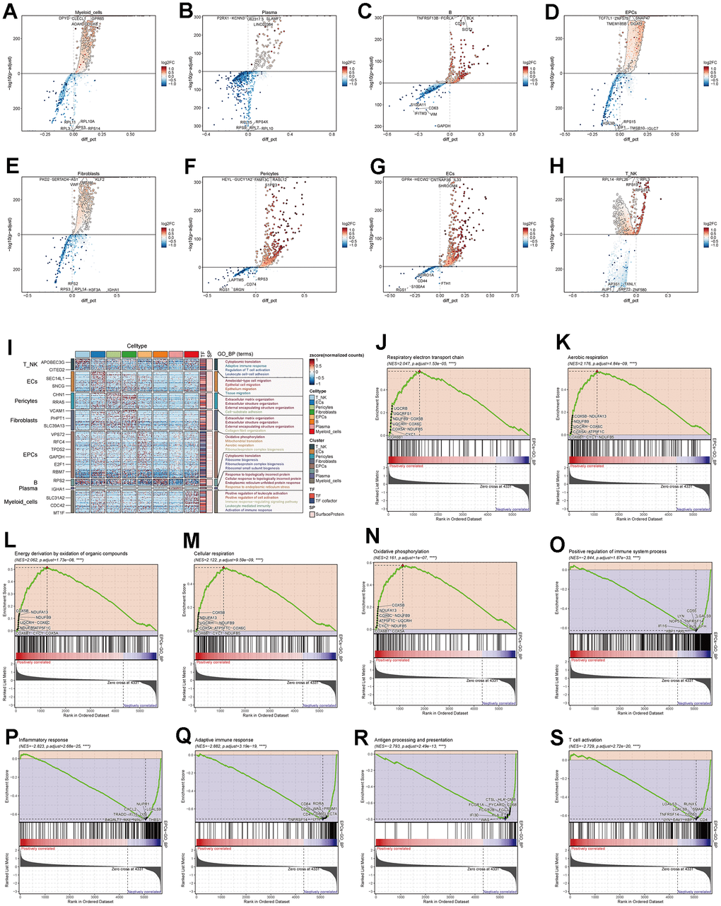 Enrichment analysis of major cell clusters. (A–H) Differential gene distribution in major ovarian cancer cell clusters compared to other cell types, displaying the top 5 upregulated and downregulated genes for each. (I) GO enrichment analysis for major cell clusters. (J–S) GSEA enrichment analysis for EPCs, displaying 5 pathways selected from both low and high expression groups.