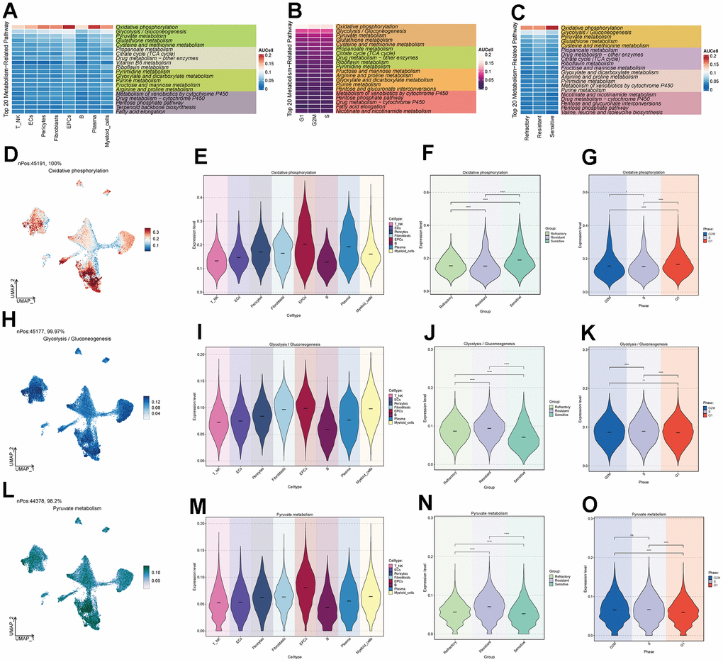 Metabolic pathways of major cell clusters. (A) Top 20 metabolic pathways in major ovarian cancer cell clusters. (B) Top 20 metabolic pathways in G2M, S, and G1 cell staging. (C) Top 20 metabolic pathways in the Resistant, Refractory, and Sensitive response groups. (D–O) UNMP distribution and violin plots for the Oxidative Phosphorylation, Glycolysis / Gluconeogenesis, and Pyruvate Metabolism pathways in major ovarian cancer cell clusters, cell staging, and drug response.