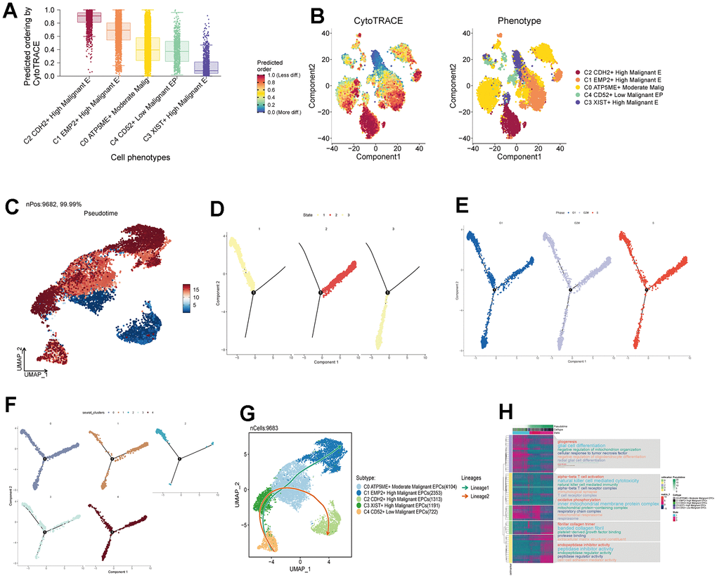 Pseudotemporal analysis of subgroup cells. (A, B) Assessment of Cytotrace scores in subgroup cells. (C) Pseudotemporal chart of subgroup cell UNMP based on Monocle analysis. (D) Temporal distribution of 3 states, with time progressing from State 1 to State 3. (E) Temporal distribution of subgroup cell staging. (F) Pseudotemporal distribution chart of subgroup cells. (G) Time trajectory of subgroup cells based on Slingshot analysis. (H) Enrichment analysis pathways based on the order of gene expression.