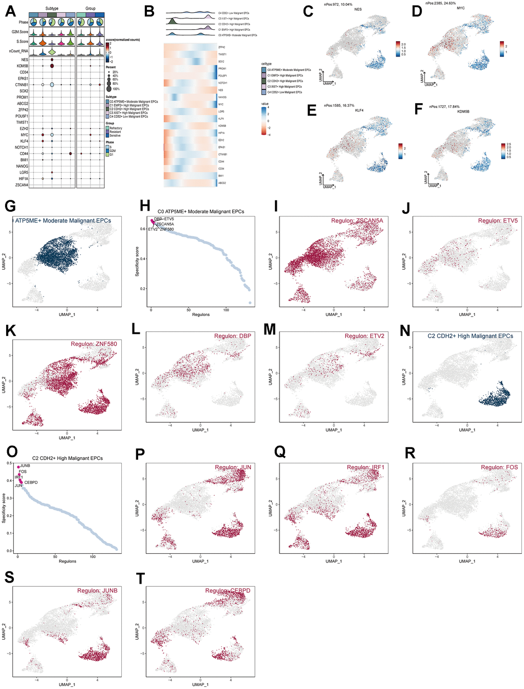 Analysis of subgroup cell stemness genes and transcription factors. (A) Expression patterns of stemness genes in various subgroups. (B) Temporal order of stemness gene expression in subgroup cells. (C–F) Distribution of NES, KDM5B, KLF4, and MYC gene UNMP expression. (D–T) Distribution of UNMP for the top five transcription factors in both C0 and C2 and their regulatory regions.