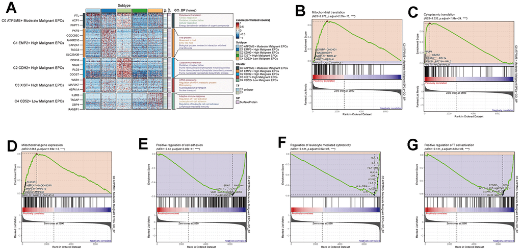 Enrichment analysis of subgroup cells. (A) GO enrichment analysis of subgroup cells. (B–G) GSEA enrichment analysis of C0 subgroup cells.