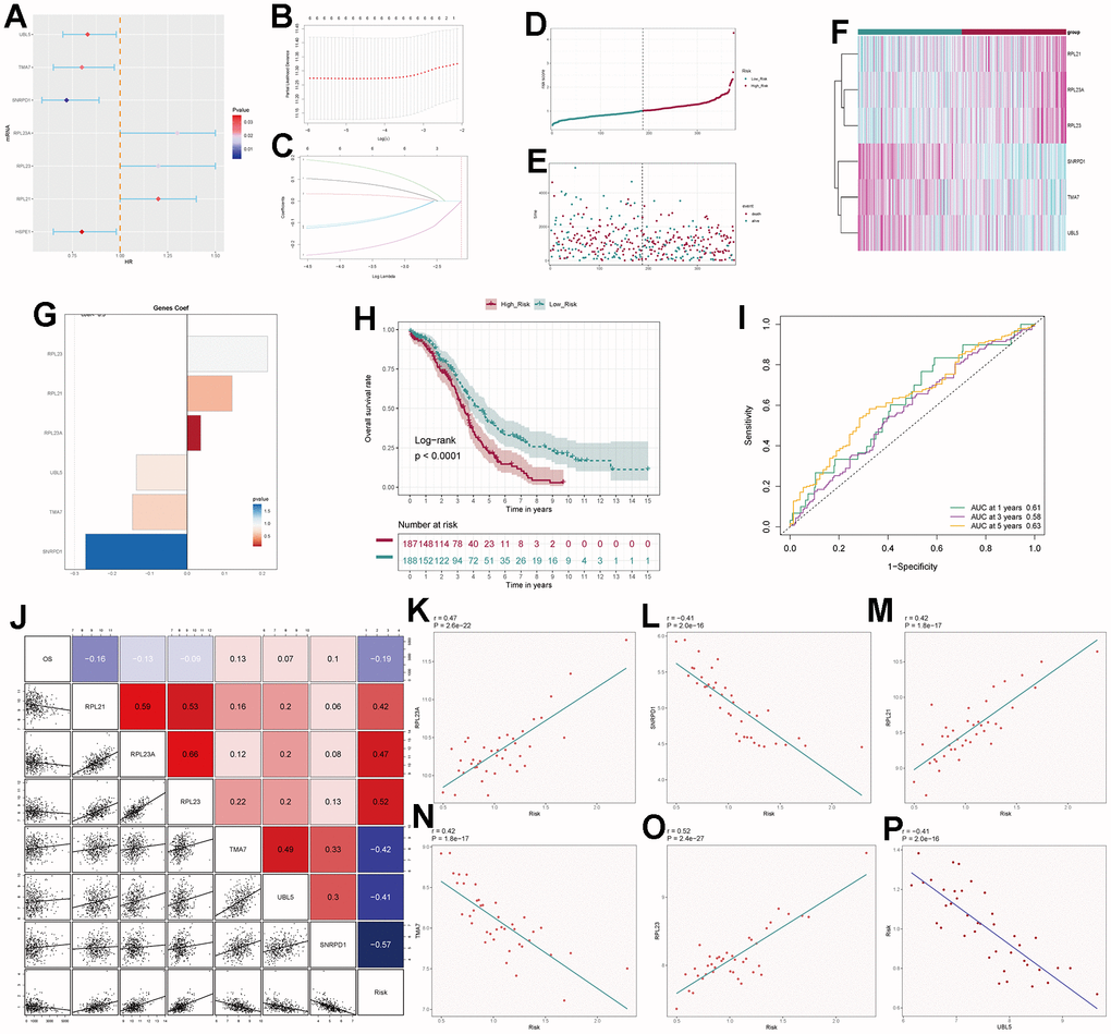 Independent prognostic analysis. (A) Seven differentially expressed genes associated with prognosis. (B) Distribution of LASSO analysis coefficient spectrum for six prognostic genes. (C) Parameter selection in the optimal cross-validation LASSO regression. (D) Patients categorized into high- and low-risk groups based on their risk scores. (E) Distribution of patients in the high- and low-risk groups. (F) Heatmap showing the distribution of prognosis-related genes. (G) Cofe values of prognosis-related genes. (H) Kaplan-Meier survival analysis curves for high- and low-risk groups. (I) Time-dependent ROC curves with area under the curve (AUC) values of 0.61, 0.58, and 0.63 for 1-year, 3-year, and 5-year intervals. (J–P) Correlation analysis of genes with risk scores and overall survival (OS).