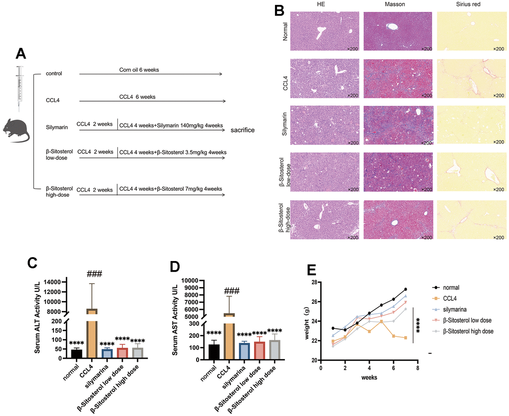 Animal experiment flow chart and evaluation of β-sitosterol for the alleviation of CCL4 liver fibrosis in mice. (A) Experimental schedule. (B) Liver sections stained with hematoxylin and eosin (H&E), sirius red, trichrome masson and collagen Iα are shown and observed under a light microscope. (C, D) β-sitosterol alleviates the CCl4 induced elevation in serum AST and ALT in mice. (E) β-sitosterol alleviates weight loss in CCL4 mice. Representative results of at least six independent experiments (biological replicates) are shown in all panels. * P 