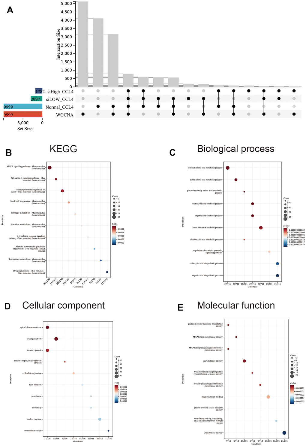 WGCNA was intersected with the three groups of differential genes taken for GO and KEGG analysis. (A) Upset diagram with a selection of four groups of commonly expressed modules. (B–E) GO and KEGG analyses were performed according to the modules co-expressed by the four groups. The top 10 significantly enriched (p 