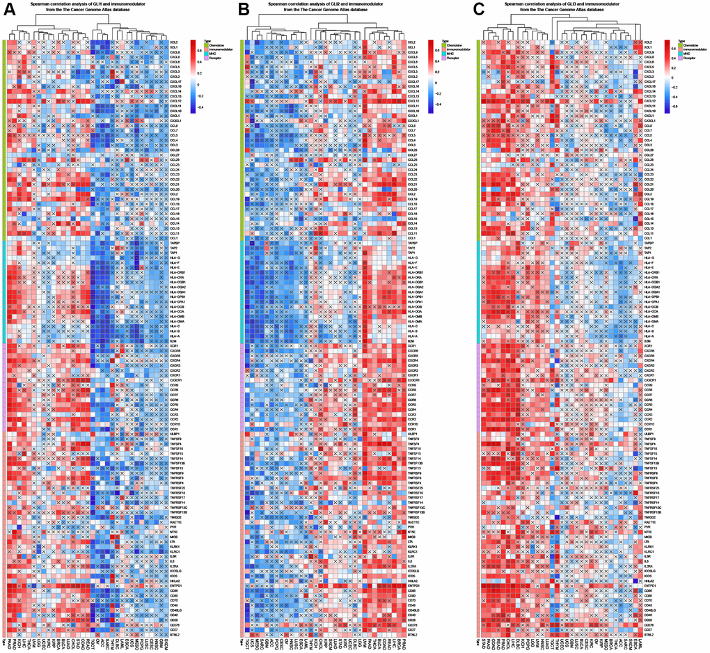 Coexpression of GLI1 (A), GLI2 (B), and GLI3 (C) with immune-related genes (X means P > 0.05).