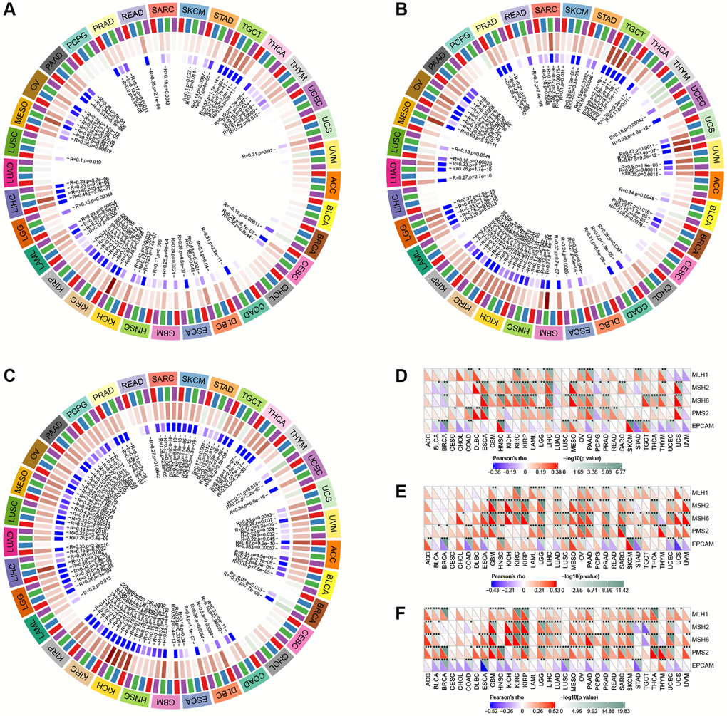 Correlation analysis of GLI1 (A), GLI2 (B), and GLI3 (C) expression with DNA methyltransferases (Red represents DNMAT1, blue represents DNMT2, green represents DNMT3A, and purple represents DNMT3B). Correlation analysis of GLI1 (D), GLI2 (E), and GLI3 (F) expression with MMRs genes in human pan-cancer (*P **P ***P 