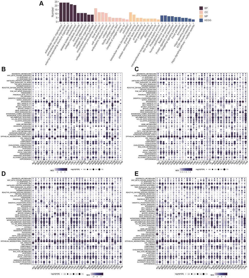 Enrichment Analysis. (A) GO and KEGG of similar genes. GSEA of GLI1 (B), GLI2 (C), GLI3 (D), and GLI1/2/3 gene sets (E).