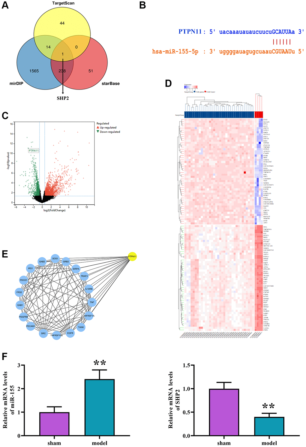 (A) Intersection prediction of downstream genes of miR-155 as SHP2 using TargetScan, mirDIP, and starBase. (B) Binding sites between mRNA and miRNA. (C) Volcano plot of DEGs in GSE24591. (D) Clustering heatmap of DEGs in GSE24591. (E) PPI network. (F) The levels of micRNA-155 expression and SHP2 mRNA were measured.