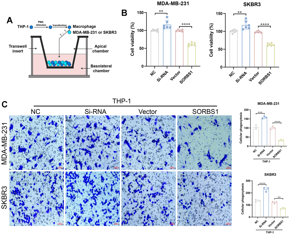 SORBS1 induces THP-1 polarization to inhibit breast cancer cell proliferation and invasion. (A) Schematic diagram of THP-1 cells co-cultured with SORBS1. (B) Changes in the co-culture viability of MDA-MB-231 and SKBR3 cells after 48 h of co-culturing as detected by CCK8 assay. MB-231 and SKBR3 cell viability changes. (C) Changes in MDA-MB-231 and SKBR3 cell invasive ability after 48 h of co-culture as detected by transwell assay and by CCK8 assay (*P **P ***P ****P 