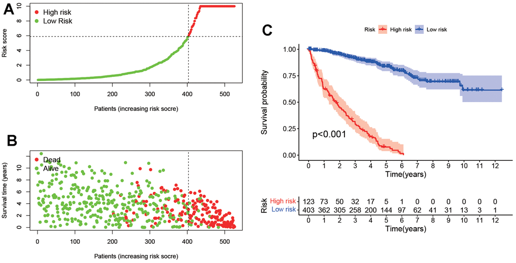 Survival analysis according to the risk assessment model. (A) The distribution of risk scores. (B) The relationship between risk scores and survival times. (C) Kaplan-Meier survival curves suggested that the patients in low-risk group have a better prognosis.