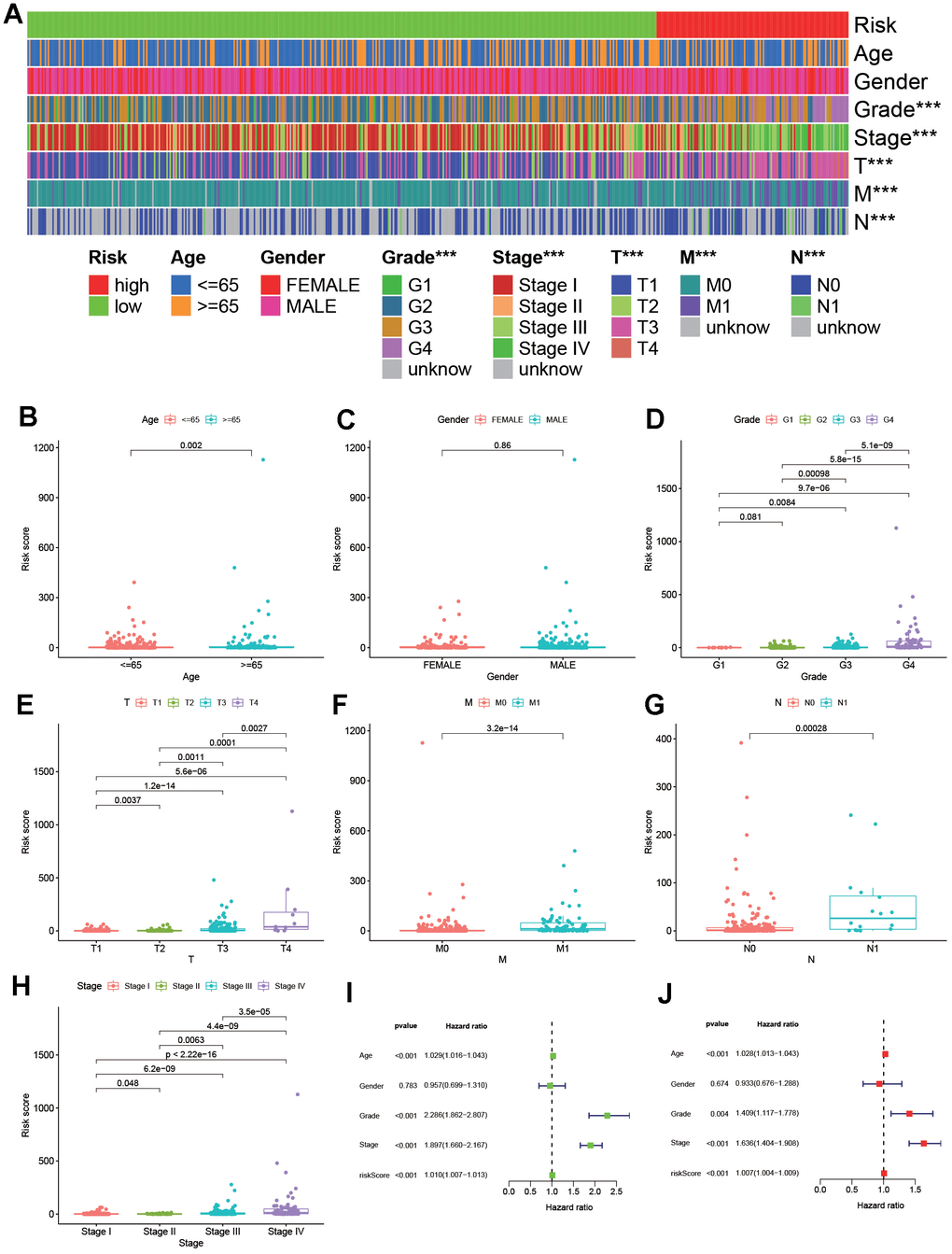 Verifying the risk assessment model in clinical application. (A) A strip chart. (B–H) The scatter diagrams displayed the relationship between clinical characteristics and rick scores. Besides, the univariate (I) and multivariate (J) Cox hazard ratio analysis revealed that age, grade, stage and riskScore were presented as independent prognostic predictor.