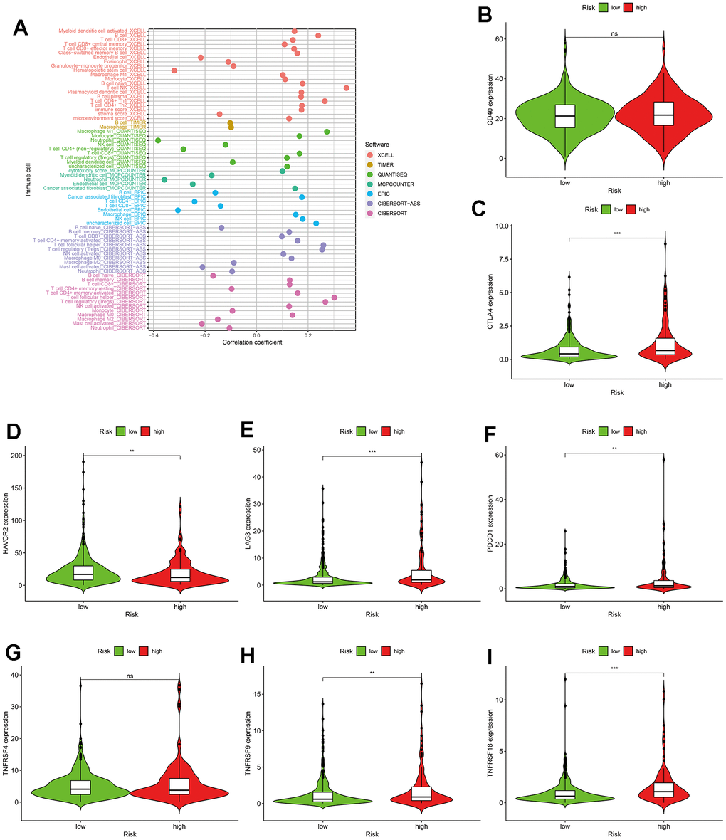 The application of the risk assessment model in tumor-infiltrating cells and immunosuppressed molecules. (A) The lollipop diagram. (B–I) The relationship between risk scores and immunosuppressed molecules.