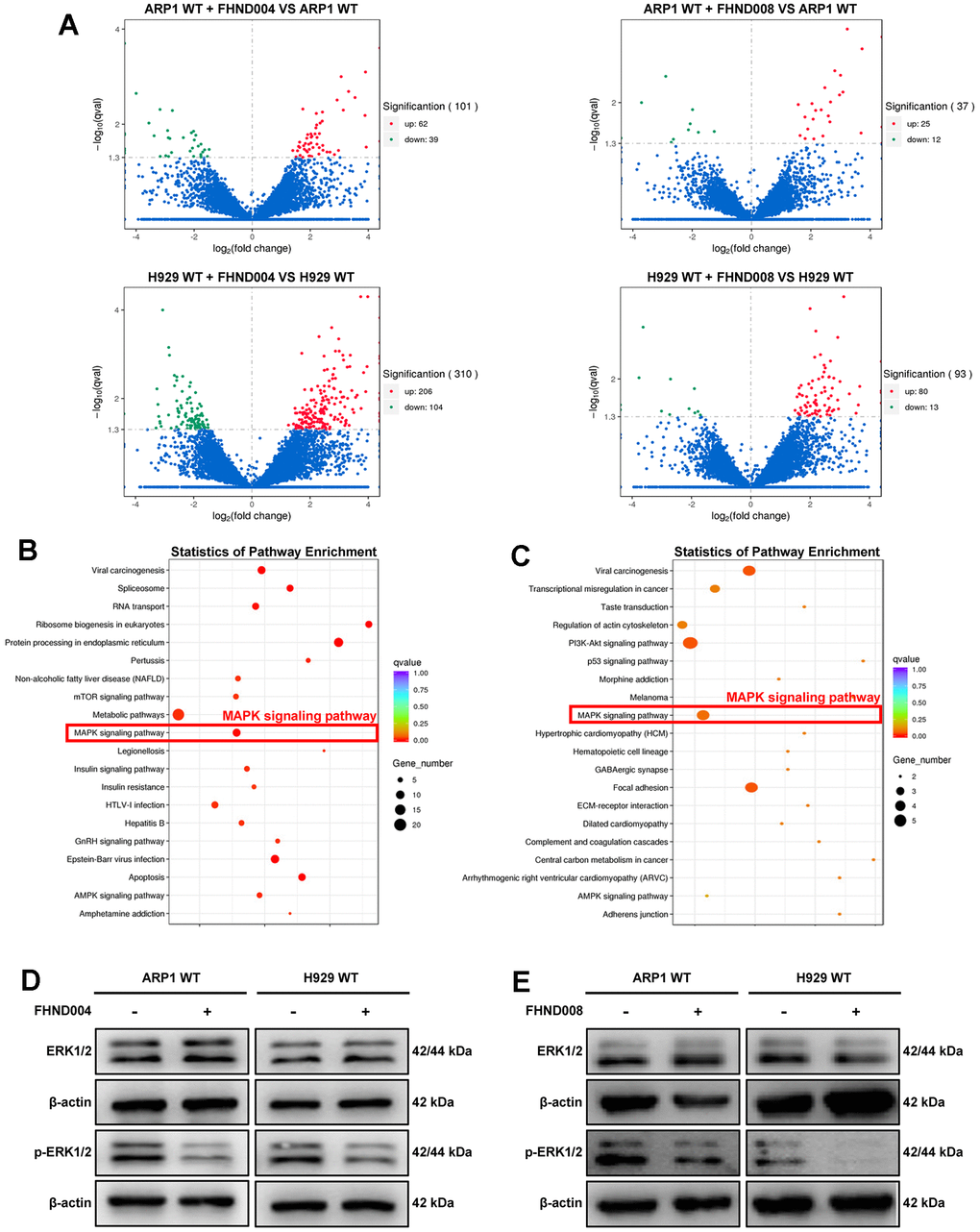 FHND004 and FHND008 decrease the proliferation of MM cells through the MAPK pathway. (A) The volcano plot of gene expression in ARP1 WT and H929 WT with or without the treatment of FHND004 and FHND008, the red dots indicating significantly upregulated genes and green dots indicating significantly downregulated genes, and blue dots indicating those genes with no significant differential expressions. (B, C) KEGG pathway analysis of the RNA-seq data indicated that FHND004 and FHND008 were associated with the MAPK signaling pathway. (D, E) WB analysis of ERK1/2 and p-ERK1/2 expression in ARP1 WT, H929 WT with or without treatment of FHND004 (4 μM) (D) and FHND008 (4 μM) (E).