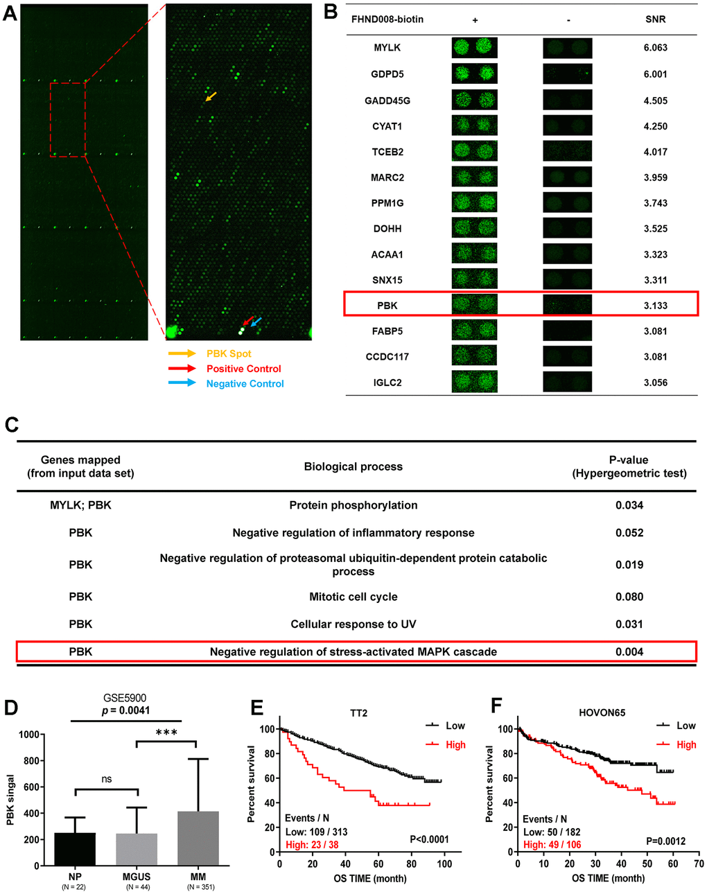 PBK is identified as a novel target of FHND004 and FHND008. (A) The protein chip scan. The red arrow pointed to the positive control, the blue arrow pointed to the negative control, yellow arrow indicated the PBK protein. (B) Top 14 potential FHND008-associated proteins, including PBK. SNR: signal-to-noise ratio. (C) Biological processes of PBK protein based on the Gene ontology annotation, PBK is related to the negative regulation of MAPK. (D) The mRNA levels of PBK were significantly increased in MM samples. The signal level of PBK was shown on the y-axis. Patients designated as healthy donors with normal bone marrow plasma cells (NP, n = 22), monoclonal gammopathy of undetermined significance (MGUS, n = 44), or multiple myeloma (MM, n = 351) were sorted on the x-axis. (E, F) Kaplan-Meier analysis revealed the association of PBK expression with overall survival (OS) in TT2 (E) and HOVON65 (F) cohorts by log-rank test. Events/N means events of death/total patients. The data were expressed as the mean ± SD; p p p 