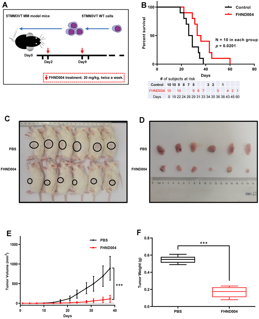 FHND004 exerts anti-tumor activity in CDX and PDX mouse models. (A, B) FHND004 treatment improved the survival of MM-prone C57BL/KaLwRij mice (n = 10, i.g. 20 mg/kg, twice a week). The table at the bottom of the survival curve showed the number of subjects at risk at each time point. (C, D) Tumor images of PDX mice in the control group (PBS) and the FHND004-treated group (n = 6, FHND004: i.g. 20 mg/kg, twice a week). (E) The time course of tumor growth in the control group (PBS) and the FHND004 treated group. (F) Mean tumor weights of the control group (PBS) and the FHND004 treated group. The data were expressed as the mean ± SD; p p p 