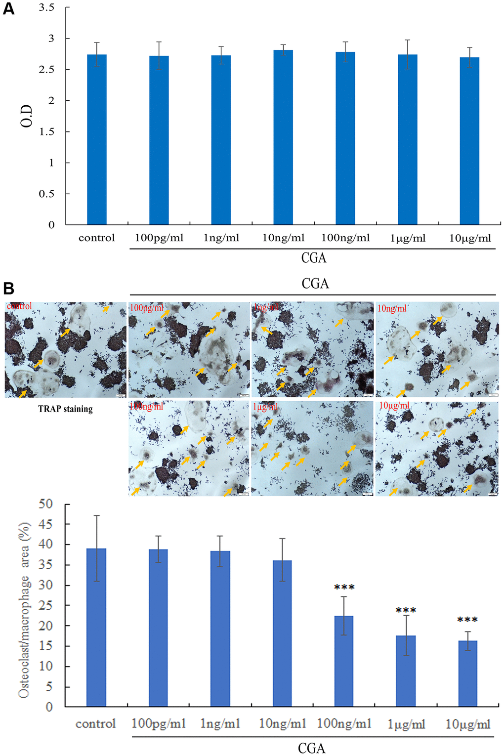 Chlorogenic acid inhibits osteoclastogenesis. (A) RAW264.7 cells were treated indicated concentration of chlorogenic acid for 2 days, the cell viability was examined by MTT assay. (B) TRAP staining and osteoclast number after treating RAW264.7 cells with RANKL and chlorogenic acid for 7 days. *p 