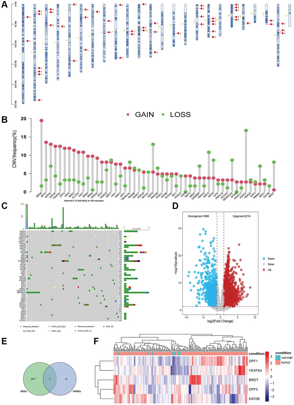 Genetic mutational landscape of HARGs in ESCA. (A) Chromosome distributions of HARGs. (B) The CNV mutation frequency of HARGs. (C) Somatic mutation spectrums of HARGs. (D) The volcano plot displayed down-regulated and up-regulated HARGs. (E) Venn diagram to identify 5 overlapping differentially expressed HARGs. (F) Heatmap shows 5 HARGs expression profiles among normal and ESCA samples.